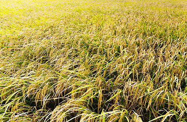 Image showing Paddy field