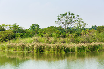 Image showing Wetland