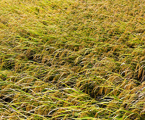 Image showing Paddy rice field