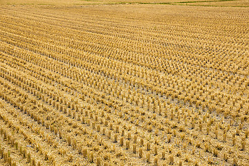 Image showing Wilt paddy rice field