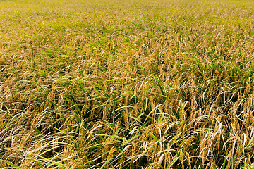 Image showing Paddy Rice field