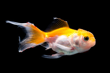 Image showing Goldfish on black background