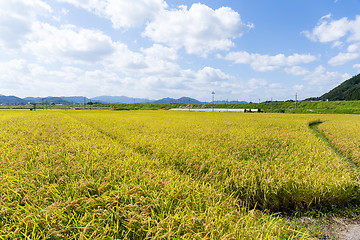 Image showing Golden rice field in Thailand