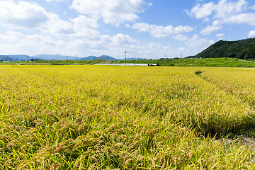 Image showing Paddy rice field in blue sky