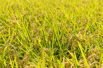 Image showing Rice