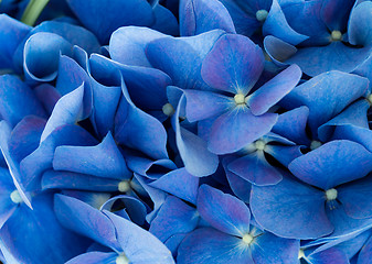 Image showing Purple Hydrangea flower