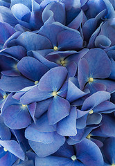 Image showing Blue hydrangea texture