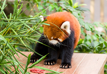 Image showing Red Panda