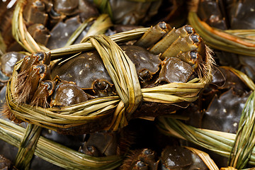 Image showing Uncooked hairy crabs 