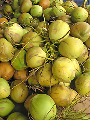 Image showing Green coconuts