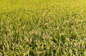 Image showing Rice field