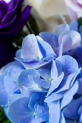 Image showing Hydrangea flower 