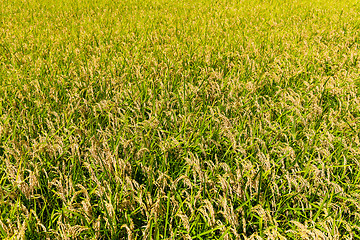 Image showing Fall harvest