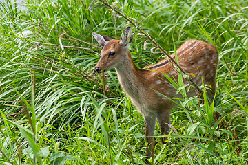 Image showing Sika Deer in grassland