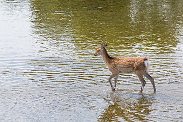 Image showing Deer walking in the river