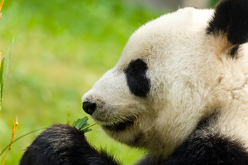 Image showing Panda eating bamboo close up