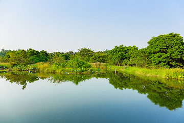 Image showing Wetland