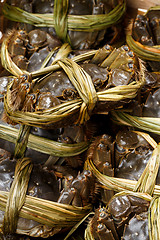 Image showing Group of Uncooked hairy crabs