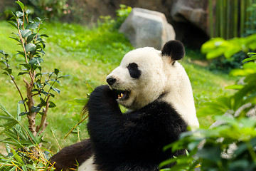 Image showing Panda having meal