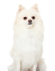 Image showing Pomeranian dog 