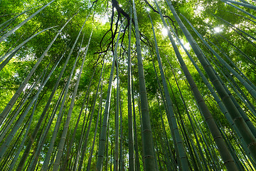 Image showing Bamboo grove, bamboo forest at Arashiyama, Kyoto, Japan