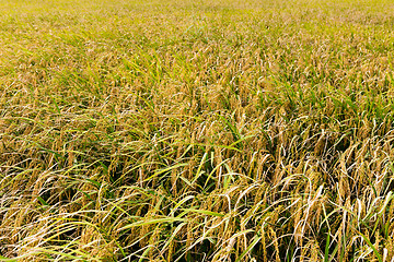 Image showing Rice plant