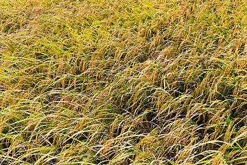 Image showing Paddy rice farm