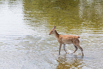 Image showing Deer walking though the lake