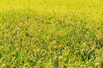 Image showing Rice field