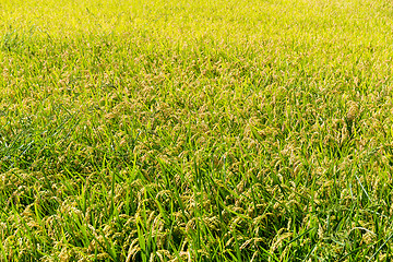 Image showing Autumn rice field