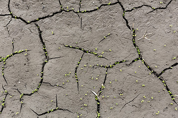 Image showing Plant sprouting in the desert