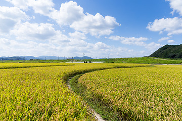 Image showing Walkway into green rice field