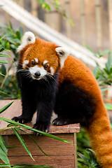 Image showing Red panda bear