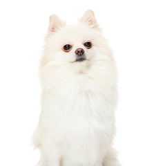 Image showing Pomeranian spitz puppy on a white background