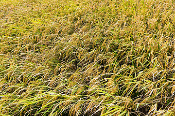 Image showing Paddy rice in field