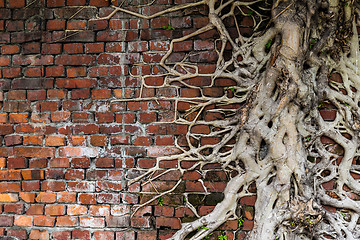 Image showing Tree root on red brick wall