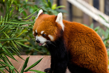 Image showing Red panda in zoo