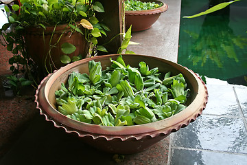 Image showing Balinese decor plants