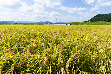 Image showing Paddy fields in the autumn 
