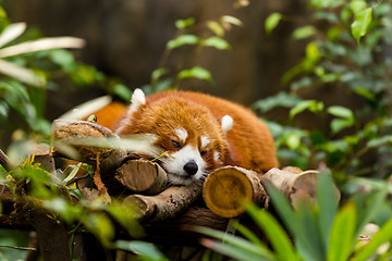 Image showing Sleepy Red Panda