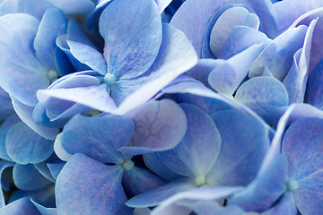 Image showing Beautiful blue hydrangea