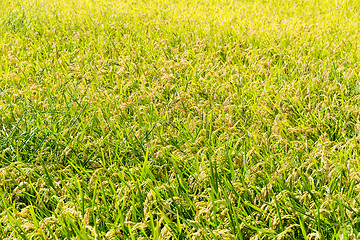 Image showing Rice plant in rice field