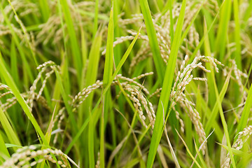 Image showing Paddy rice