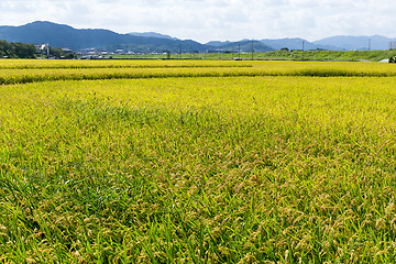 Image showing Rice field 