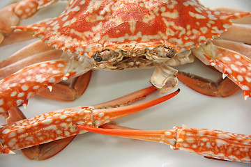 Image showing Cooked crab