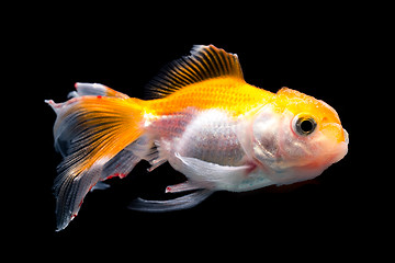 Image showing White goldfish with red head on a black background