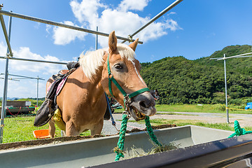 Image showing Horse eating hay with clear blue sky