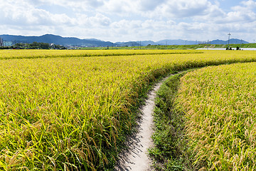 Image showing Natural rice field 