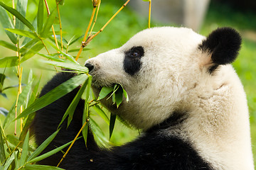 Image showing Panda bear eating bamboo