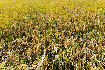 Image showing Paddy rice